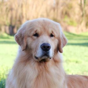 golden retriever malbec