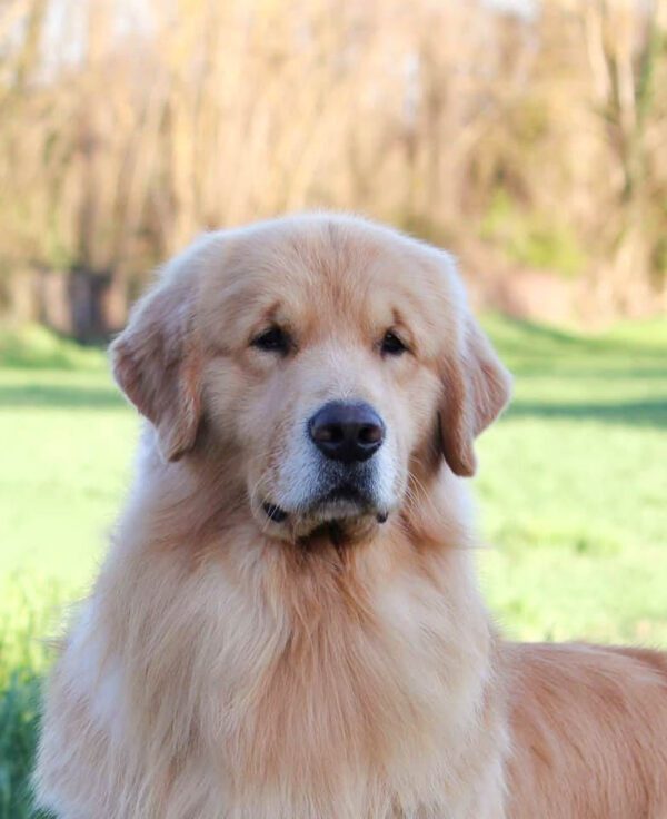 golden retriever malbec