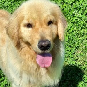 golden retriever agnes