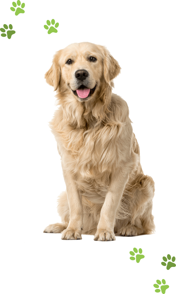 golden retriever