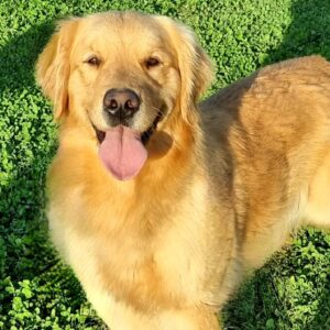 golden retriever kalinda