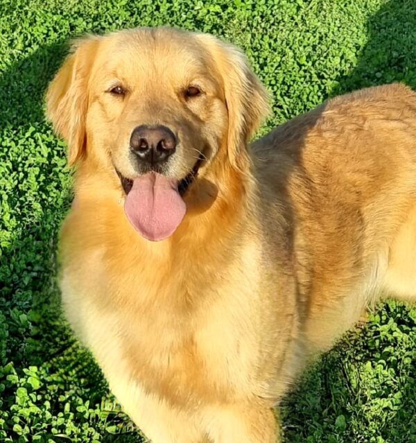 golden retriever kalinda