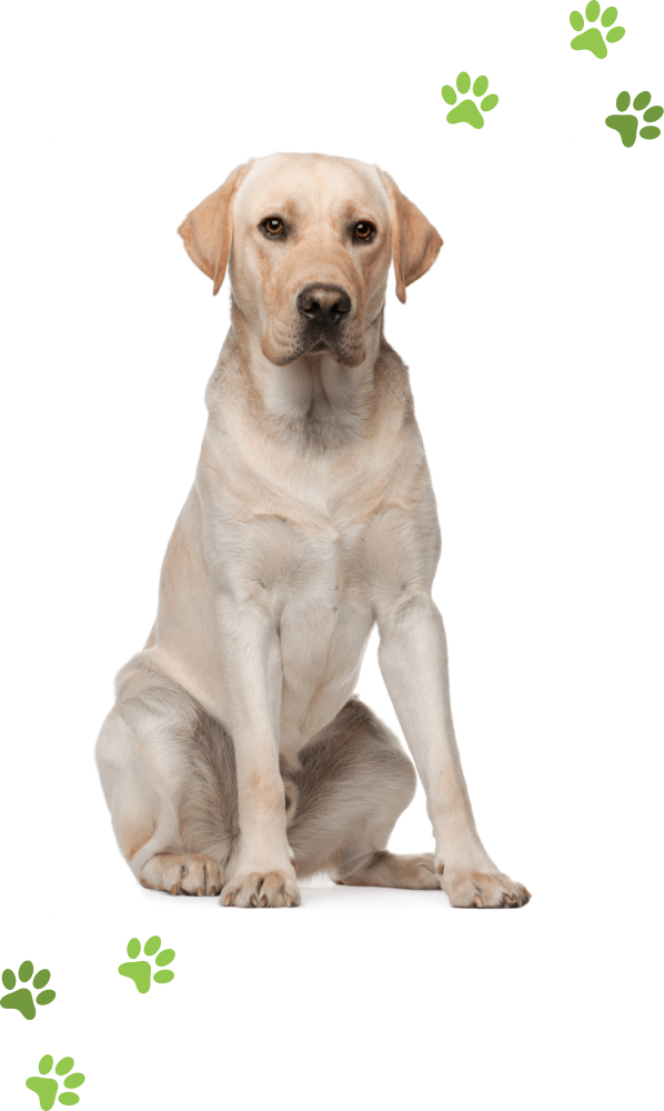 labrador retriever