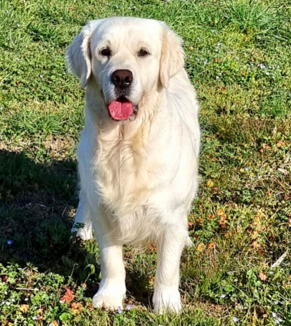 golden retriever mally