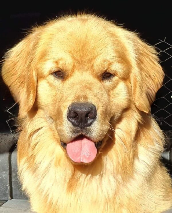 golden retriever tiger