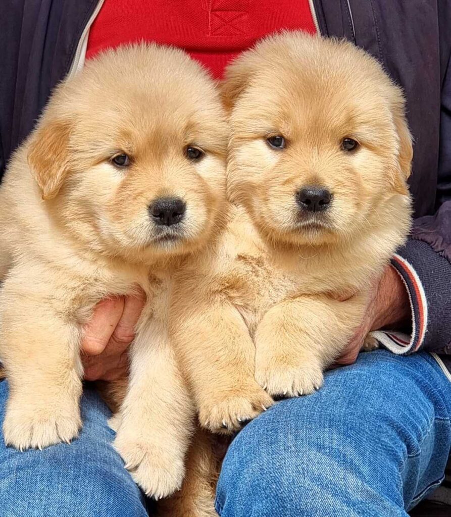 Cucciolate disponibili - Labrador Toscana