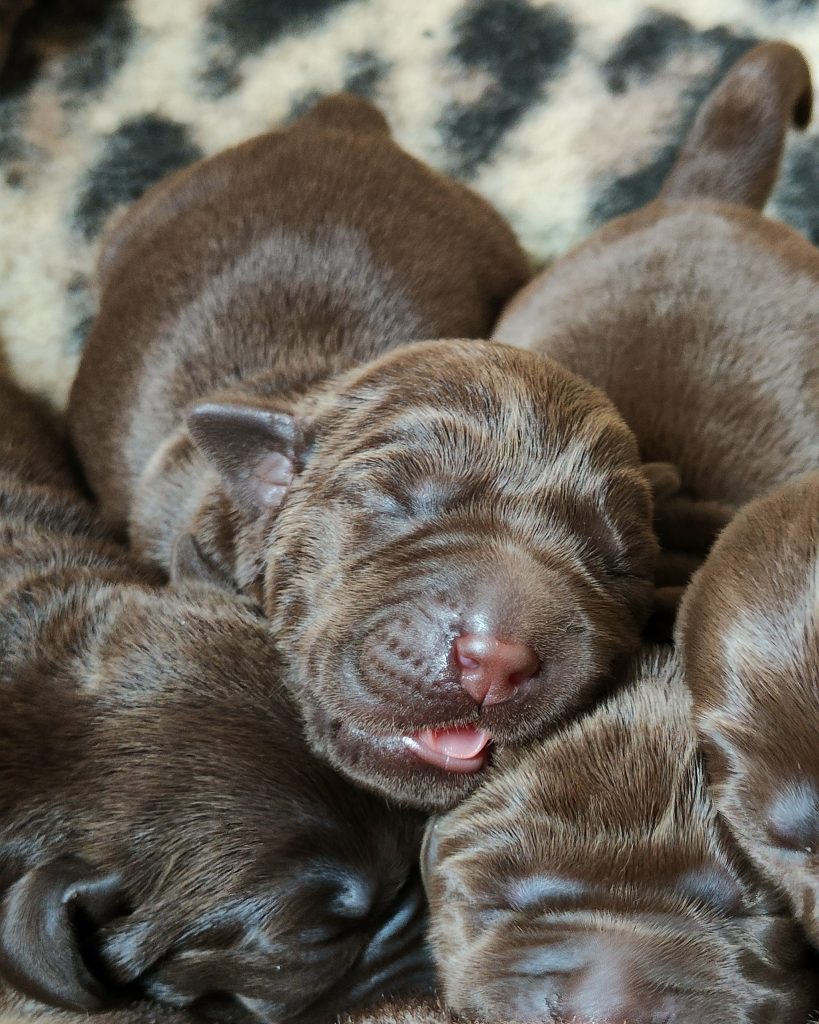 Esempio di cucciolate disponibili con cuccioli di labrador chocolate