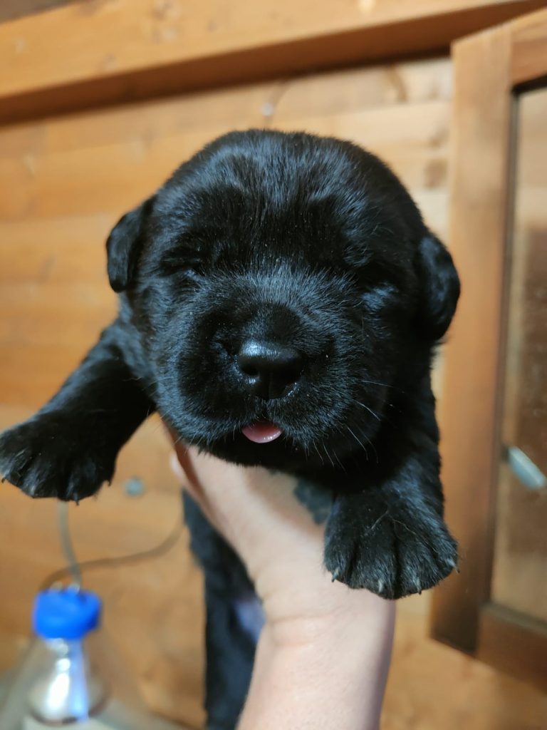 Esempio di cucciolate disponibili con cucciolo di labrador nero