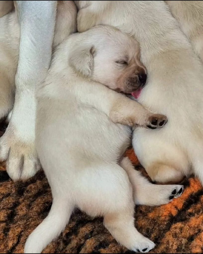 Esempio di cucciolate disponibili con cucciolo di labrador bianco