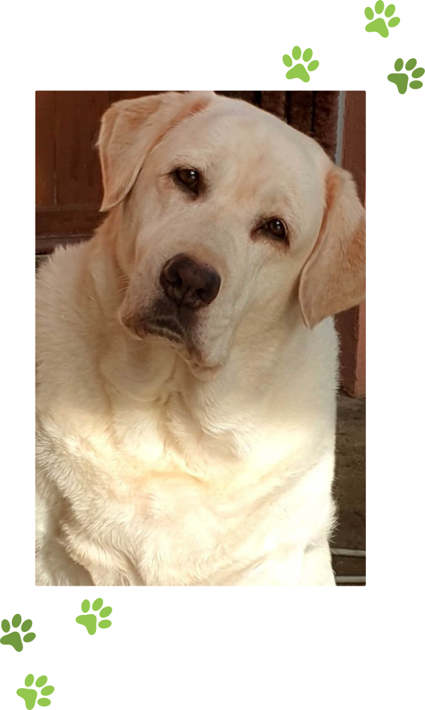 chi sono - labrador toscana - matilda